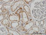 TAOK2 Antibody in Immunohistochemistry (Paraffin) (IHC (P))