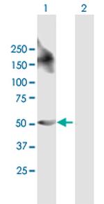 LPXN Antibody in Western Blot (WB)