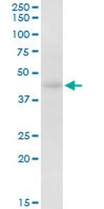 HOMER2 Antibody in Western Blot (WB)