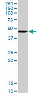 HOMER1 Antibody in Western Blot (WB)