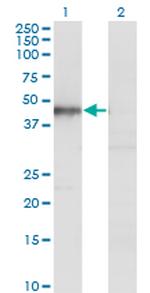 HOMER1 Antibody in Western Blot (WB)