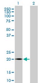 LITAF Antibody in Western Blot (WB)