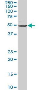 BAG5 Antibody in Western Blot (WB)