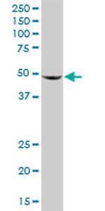 BAG5 Antibody in Western Blot (WB)