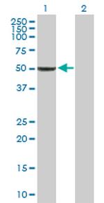 BAG5 Antibody in Western Blot (WB)