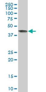 BAG4 Antibody in Western Blot (WB)