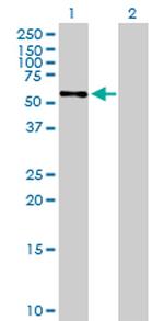 BAG4 Antibody in Western Blot (WB)