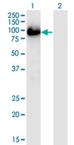 BAG3 Antibody in Western Blot (WB)