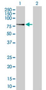 GTPBP1 Antibody in Western Blot (WB)