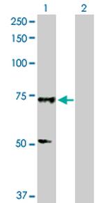 SOX13 Antibody in Western Blot (WB)