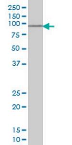 SOX13 Antibody in Western Blot (WB)