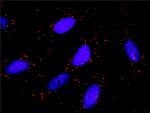 TRAF4 Antibody in Proximity Ligation Assay (PLA) (PLA)