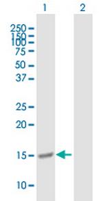 G1P2 Antibody in Western Blot (WB)