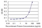 IKBKE Antibody in ELISA (ELISA)