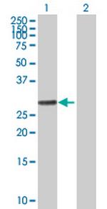 RALGPS1 Antibody in Western Blot (WB)