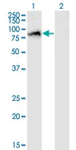 SAFB2 Antibody in Western Blot (WB)