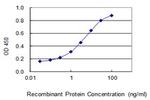 KIAA0226 Antibody in ELISA (ELISA)