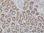 TOMM20 Antibody in Immunohistochemistry (Paraffin) (IHC (P))