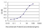 HEPH Antibody in ELISA (ELISA)