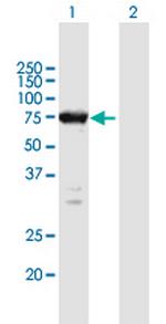 ELMO1 Antibody in Western Blot (WB)