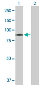 GAB2 Antibody in Western Blot (WB)