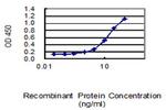 MFN2 Antibody in ELISA (ELISA)