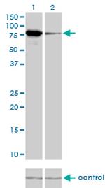 MFN2 Antibody in Western Blot (WB)