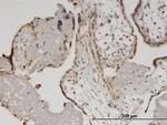 HELZ Antibody in Immunohistochemistry (Paraffin) (IHC (P))