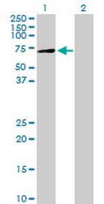 XYLB Antibody in Western Blot (WB)