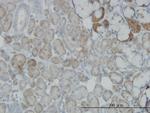 OXSR1 Antibody in Immunohistochemistry (Paraffin) (IHC (P))