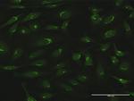 GOLGA5 Antibody in Immunocytochemistry (ICC/IF)