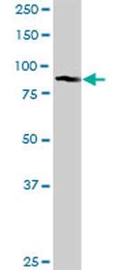 GOLGA5 Antibody in Western Blot (WB)