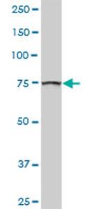 GOLGA5 Antibody in Western Blot (WB)