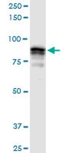 GOLGA5 Antibody in Western Blot (WB)