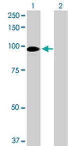 GOLGA5 Antibody in Western Blot (WB)