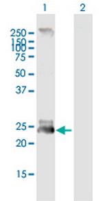 FGF19 Antibody in Western Blot (WB)