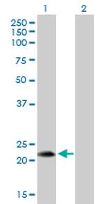 FGF19 Antibody in Western Blot (WB)