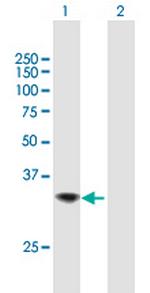 TNFSF15 Antibody in Western Blot (WB)