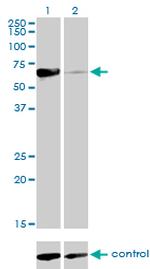 NR1D2 Antibody in Western Blot (WB)