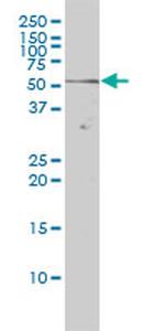 NR1D2 Antibody in Western Blot (WB)