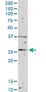 FGFBP1 Antibody in Western Blot (WB)