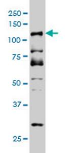 DMTF1 Antibody in Western Blot (WB)