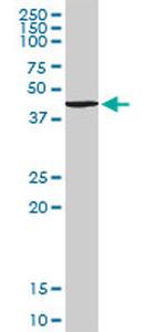 TANK Antibody in Western Blot (WB)