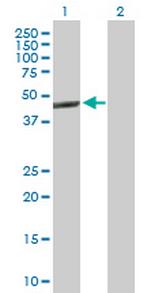 NR1H3 Antibody in Western Blot (WB)