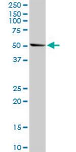 NR1H3 Antibody in Western Blot (WB)