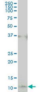 COX17 Antibody in Western Blot (WB)