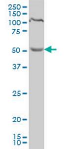 PDCD7 Antibody in Western Blot (WB)