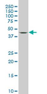 SGK2 Antibody in Western Blot (WB)