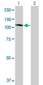 KIF20A Antibody in Western Blot (WB)