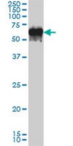 G3BP Antibody in Western Blot (WB)